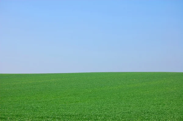 Green landscape — Stock Photo, Image