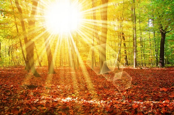 Солнце и лес — стоковое фото