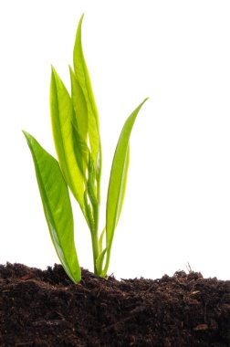 Young plant on white clipart