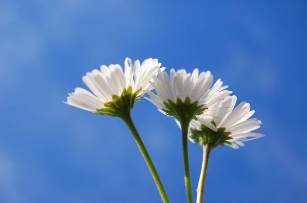 Gänseblümchen unter blauem Himmel — Stockfoto