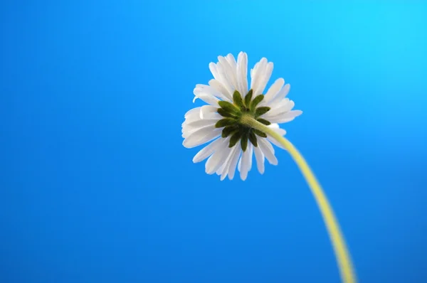 Daisy from beliw in summer under blue sky — Stock Photo, Image