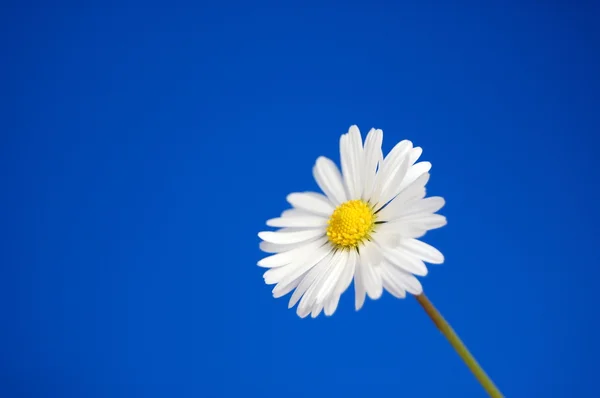 Daisy onder voorjaar van blauwe hemel — Stockfoto