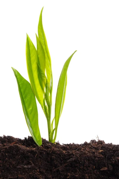 Young plant on white — Stock Photo, Image