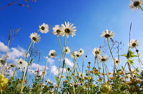 नीले आकाश के साथ नीचे से डेज़ी फूल — स्टॉक फ़ोटो, इमेज