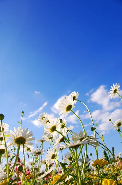Flores en el prado en verano —  Fotos de Stock