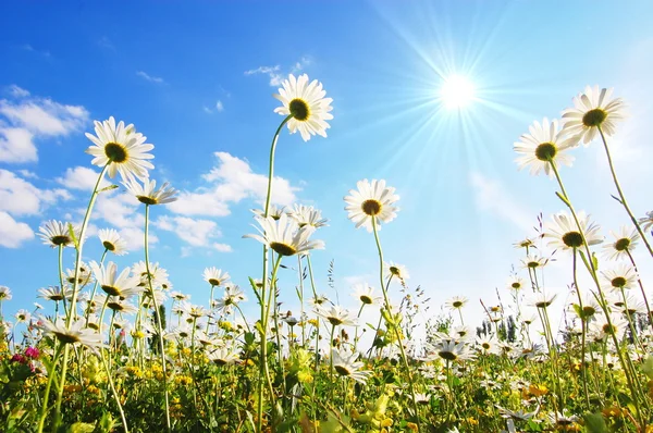 Kvetou v létě pod modrou oblohou — Stock fotografie
