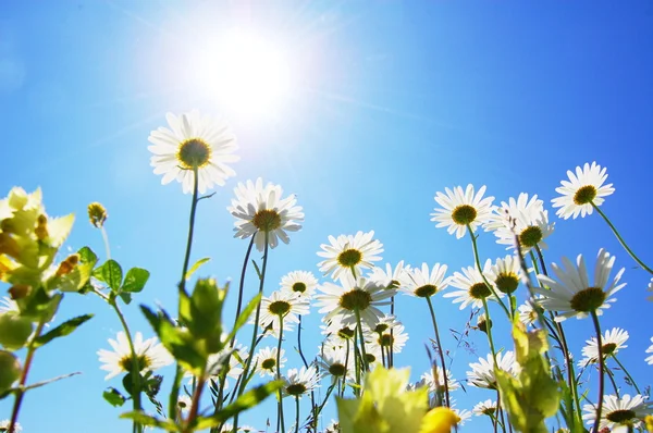 Sedmikráska květ v létě s modrou oblohou — Stock fotografie