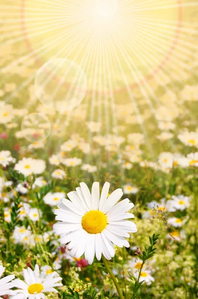 花与太阳 — 图库照片
