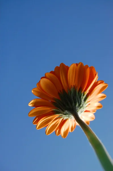 Gerbera daisy — Stock Photo, Image