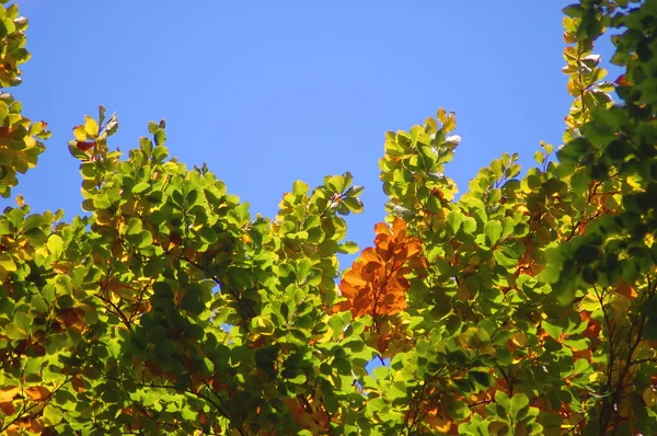Bos en tuin met gouden bladeren op val — Stockfoto