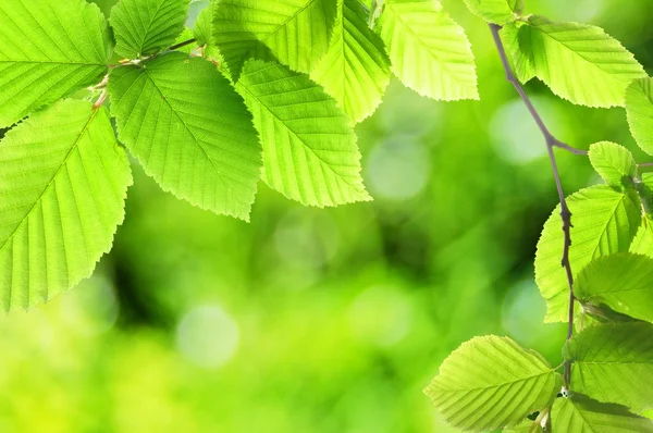 Zelené letní list — Stock fotografie