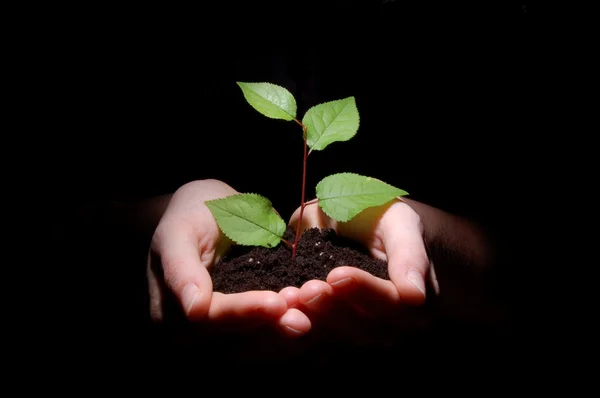 Hände Erde und Pflanze zeigen Wachstum — Stockfoto