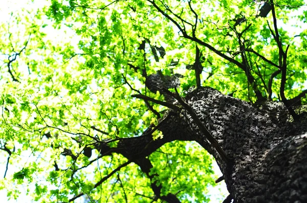 Bomen in het bos — Stockfoto