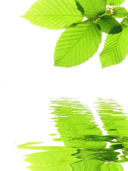 Foglie estive verdi — Foto Stock