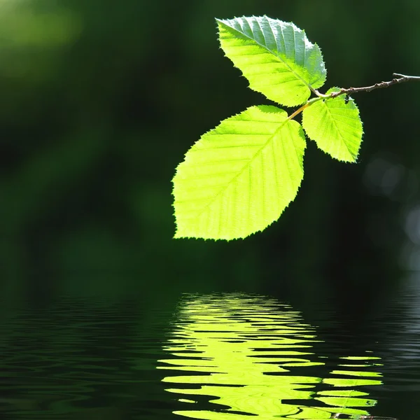 Groene verlof en water — Stockfoto