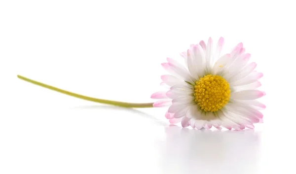Μαργαρίτα λουλούδι — Φωτογραφία Αρχείου