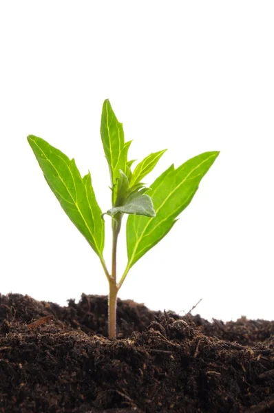 Young plant on white — Stock Photo, Image