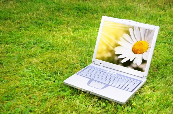 ดอกไม้และแล็ปท็อป — ภาพถ่ายสต็อก