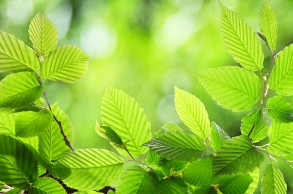 Folha de verão verde — Fotografia de Stock