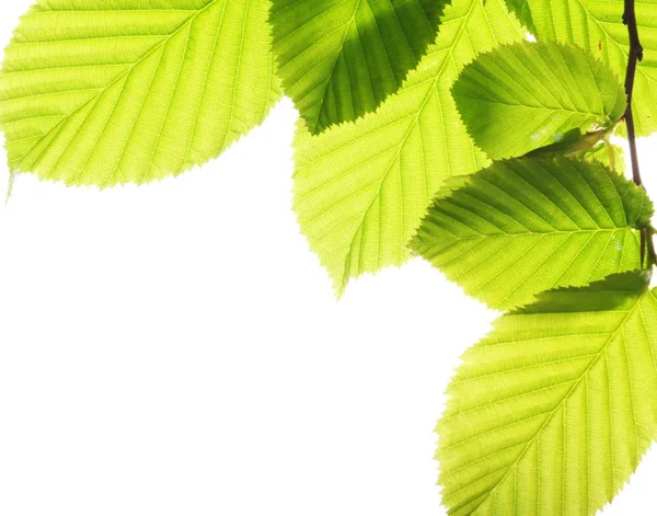 Isolierte Blätter — Stockfoto