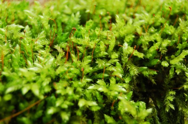 stock image Green dosh in the forrest