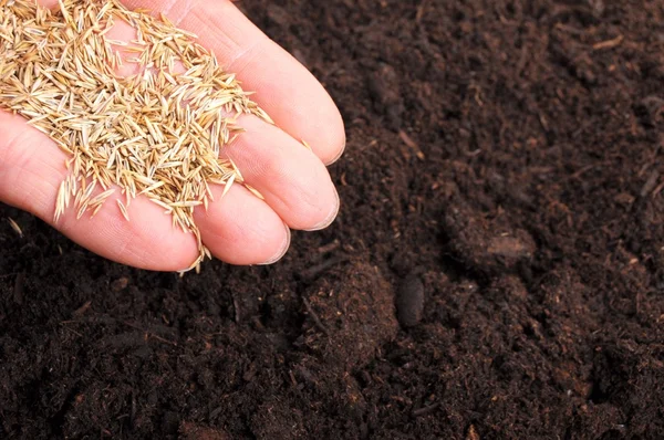 stock image Sowing hand