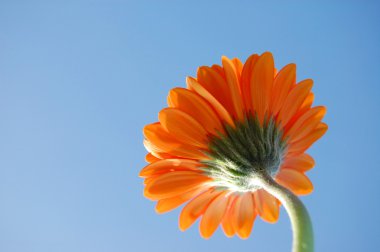 gerbera papatya