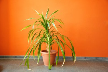 turuncu bir duvara pot bitki