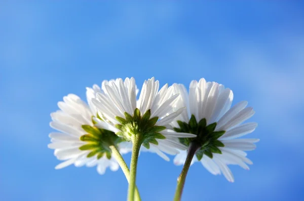 Daisy under blue sky — Stock Photo, Image