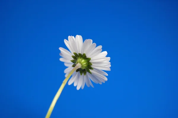 Дейзі під блакитним весняним небом — стокове фото