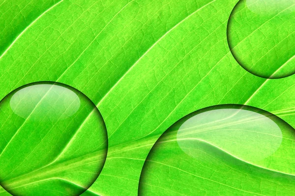 Свежий зеленый лист с каплей воды — стоковое фото