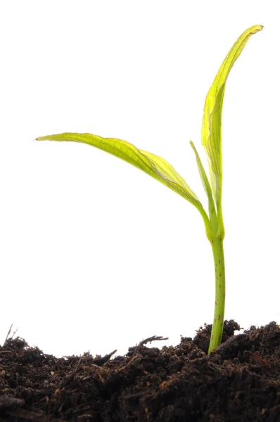 Mladá rostlina na bílém pozadí — Stock fotografie