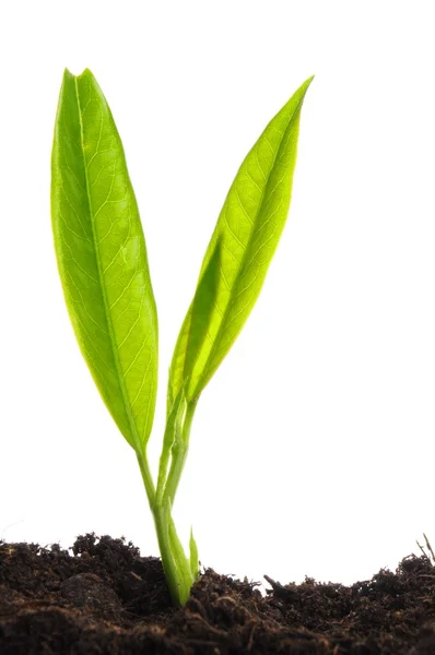 若い植物 — ストック写真