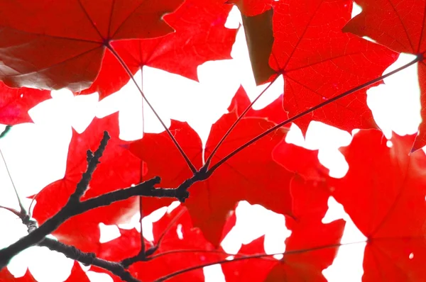Hojas de otoño rojo — Foto de Stock