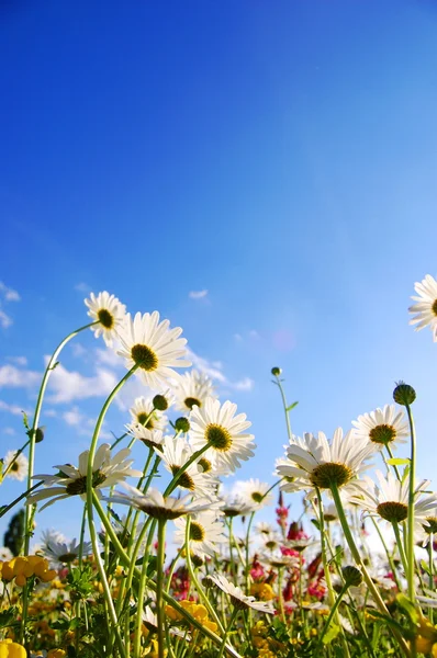 Kwiaty na łące w lecie — Zdjęcie stockowe