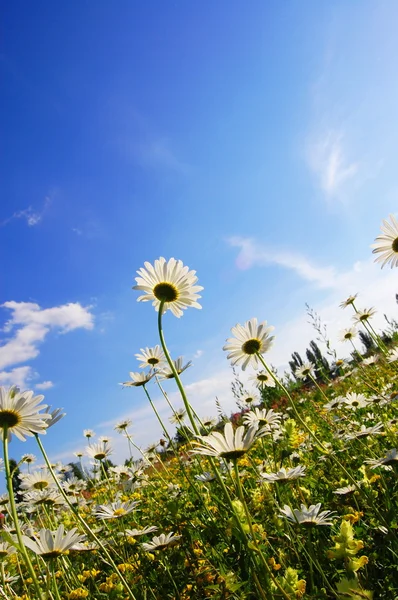 Kwiat w lato niebieski niebo — Zdjęcie stockowe