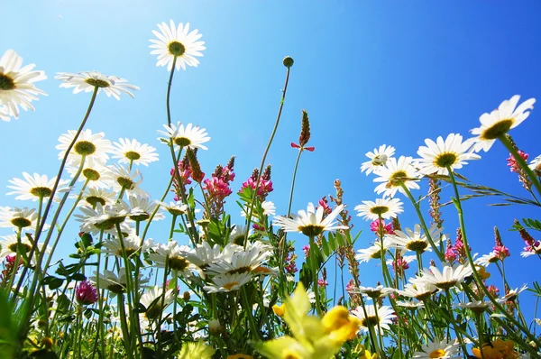 नीले आकाश के साथ गर्मियों में डेज़ी फूल — स्टॉक फ़ोटो, इमेज