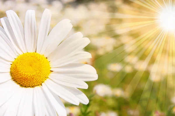 꽃과 태양 — 스톡 사진