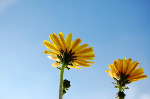 Flower under blue summer sky — Stock Photo, Image