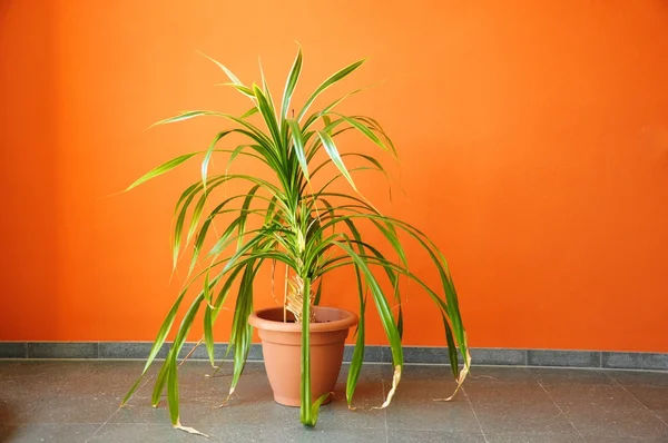 stock image Plant in pot on a orange wall