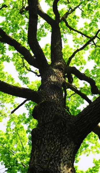 Baum — Stockfoto