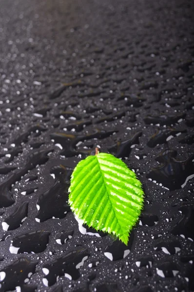 잎과 검정 배경색 — 스톡 사진