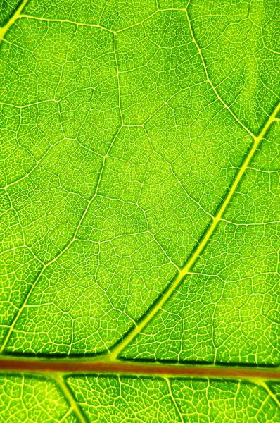 Зелений лист фону — стокове фото