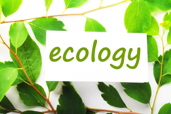 Ökológia — Stock Fotó