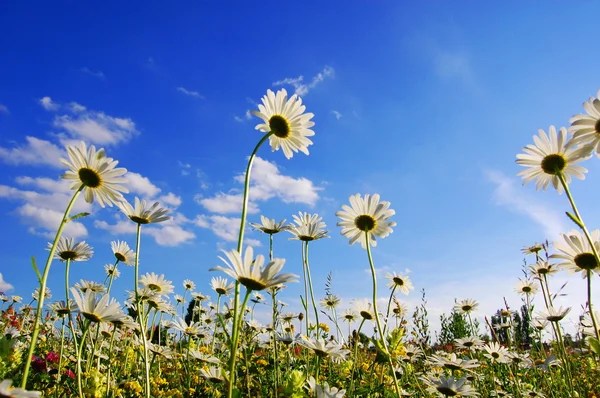 Flor en verano bajo el cielo azul — Foto de Stock