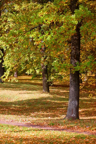 Skog och trädgård med gyllene löv på hösten — Stockfoto