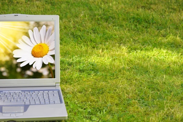Laptop och blomma — Stockfoto