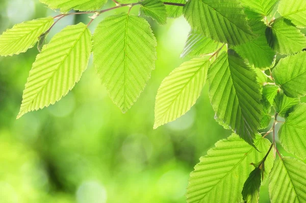 Зеленый летний лист — стоковое фото