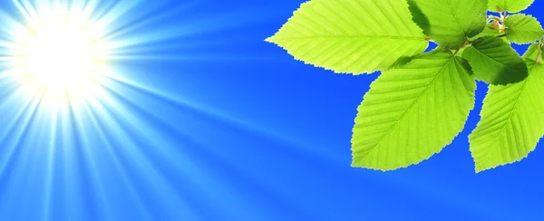 Blue sky and leaf — Stock Photo, Image