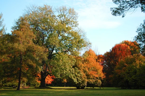 Falla i parken med gröna träd under blå himmel — Stockfoto